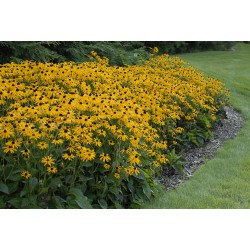Rudbeckia fulgida ‘Goldsturm’