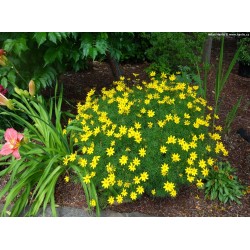 Coreopsis verticillata 'Grandiflora'