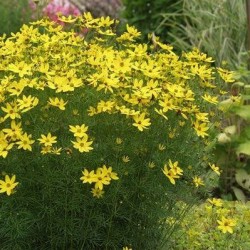 Coreopsis verticillata 'Grandiflora'