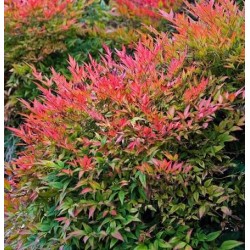 Nandina domestica ‘Gulf Stream’ - Arbustul japonez sfânt