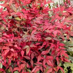 Nandina domestica ‘Gulf Stream’ - Arbustul japonez sfânt