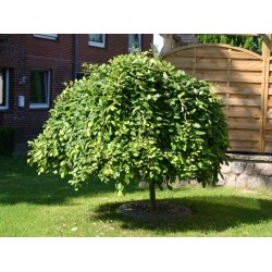 Salix Caprea Pendula 