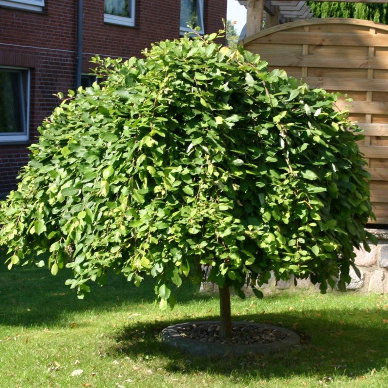 Salix Caprea Pendula 