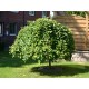 Salix Caprea Pendula 