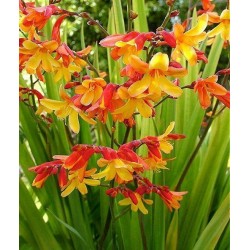 Crocosmia ‘Harlequin’ 