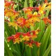 Crocosmia ‘Harlequin’ 