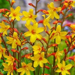 Crocosmia ‘Harlequin’ 