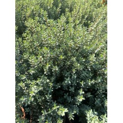 Veronica glaucophylla – Hebe