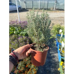 Veronica glaucophylla – Hebe