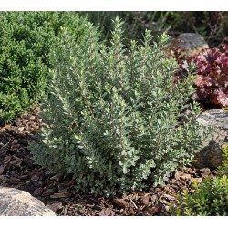 Veronica glaucophylla – Hebe