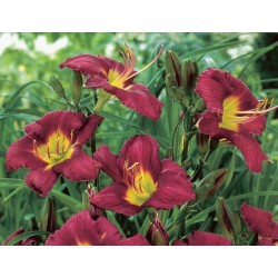 Hemerocallis ‘Chicago Royal Robe’ – Crin de o zi