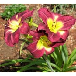Hemerocallis ‘Chicago Royal Robe’ – Crin de o zi