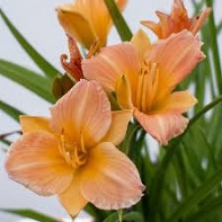 Hemerocallis Stella Tangerine – crin de o zi portocaliu