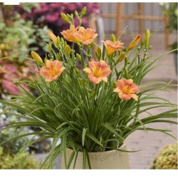 Hemerocallis Stella Tangerine – crin de o zi portocaliu