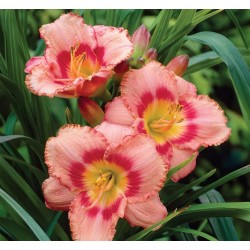 Hemerocallis ‘Strawberry Candy’ – Crin de o zi