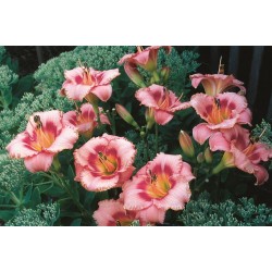 Hemerocallis ‘Strawberry Candy’ – Crin de o zi