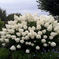 Hortensia paniculata - Hydrangea paniculata ‘Phantom’