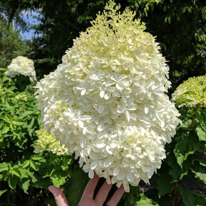 Hortensia paniculata - Hydrangea paniculata ‘Phantom’
