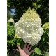 Hortensia paniculata - Hydrangea paniculata ‘Phantom’