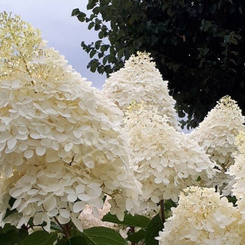 Hortensia paniculata - Hydrangea paniculata ‘Phantom’