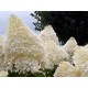 Hortensia paniculata - Hydrangea paniculata ‘Phantom’