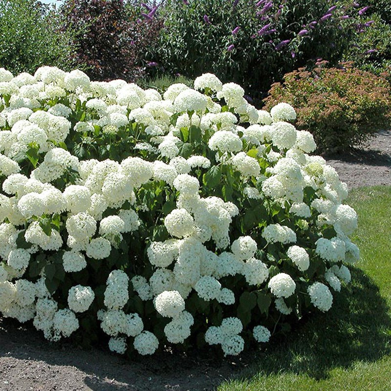 Hortensie (Hydrangea arborescens ANNABELLE)