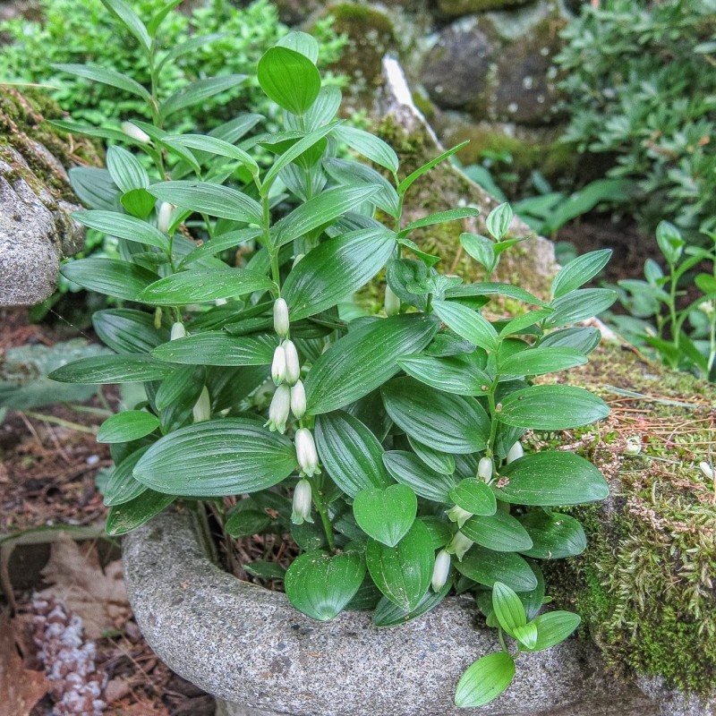 Polygonatum humile