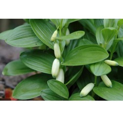 Polygonatum humile