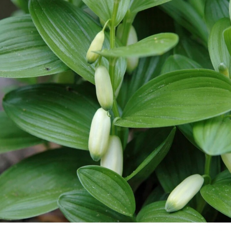 Polygonatum humile