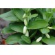 Polygonatum humile
