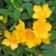 Hypericum ‘Hidcote’ - Sunătoare cu flori mari