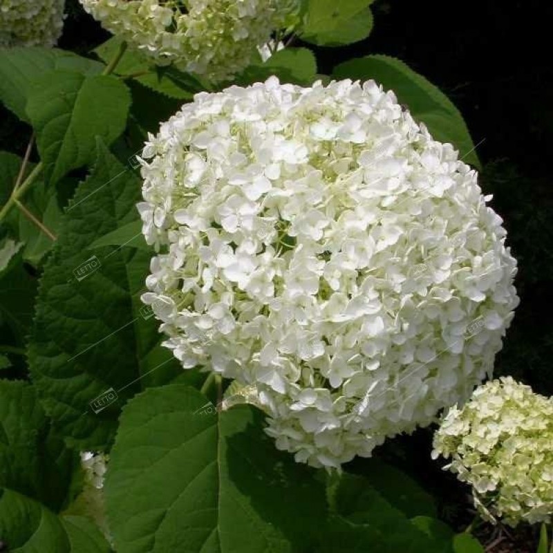Hortensie (Hydrangea arborescens ANNABELLE)