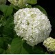 Hortensie (Hydrangea arborescens ANNABELLE)