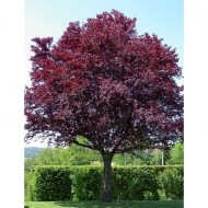 Corcodus Rosu (Prunus cerasifera Woody)