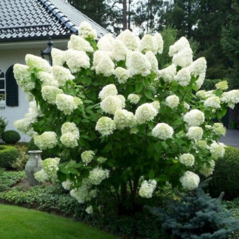 Hortensia Hydrangea paniculata 'Polar Bear' 30-40cm