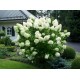 Hortensia Hydrangea paniculata 'Polar Bear' 30-40cm