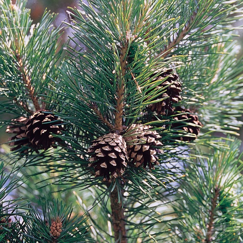 Pin de Munte 30-35cm ( Pinus Sylvestris )