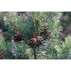 Pin de Munte 30-35cm ( Pinus Sylvestris )