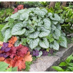 Brunnera macrophylla ‘Jack Frost’ – Nu-mă-uita caucaziană
