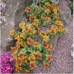 Sedum kamtschaticum ‘Variegatum’