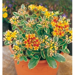 Sedum kamtschaticum ‘Variegatum’