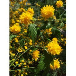 Kerria japonica