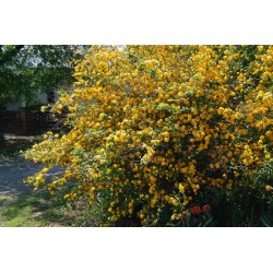 Kerria japonica