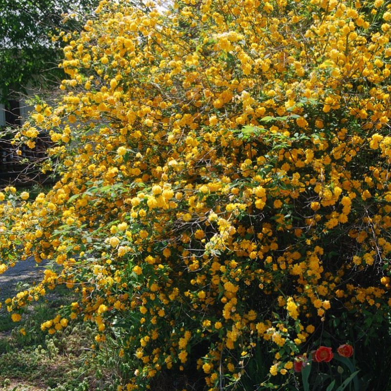 Kerria japonica