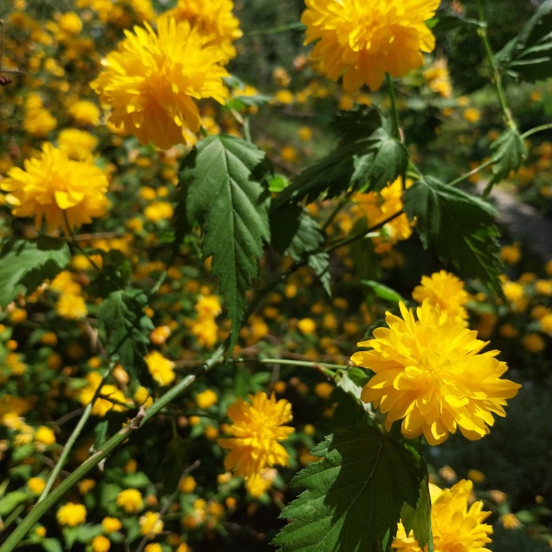 Kerria japonica