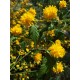 Kerria japonica