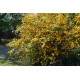 Kerria japonica