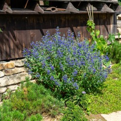 Caryopteris clandonensis ‘Kew Blue’ - barba albastră