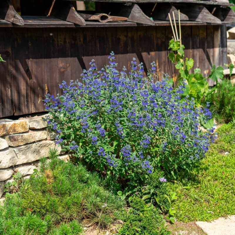 Caryopteris clandonensis ‘Kew Blue’ - barba albastră