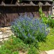 Caryopteris clandonensis ‘Kew Blue’ - barba albastră